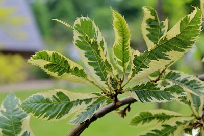 Castanea sativa 'Variegata' - kaštanovník jedlý - jarní listy